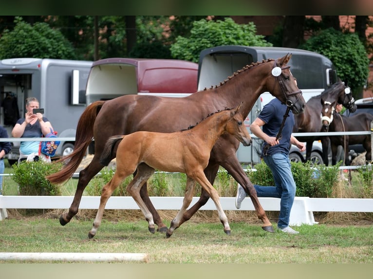 Oldenburg Mare Foal (05/2025) Brown in Ostbevern