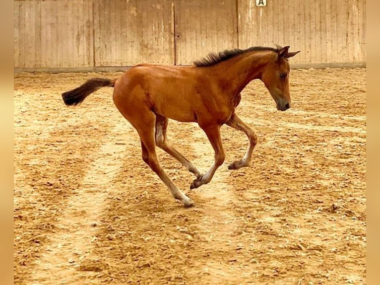 Oldenburg Mare Foal (05/2025) Brown in Ostbevern