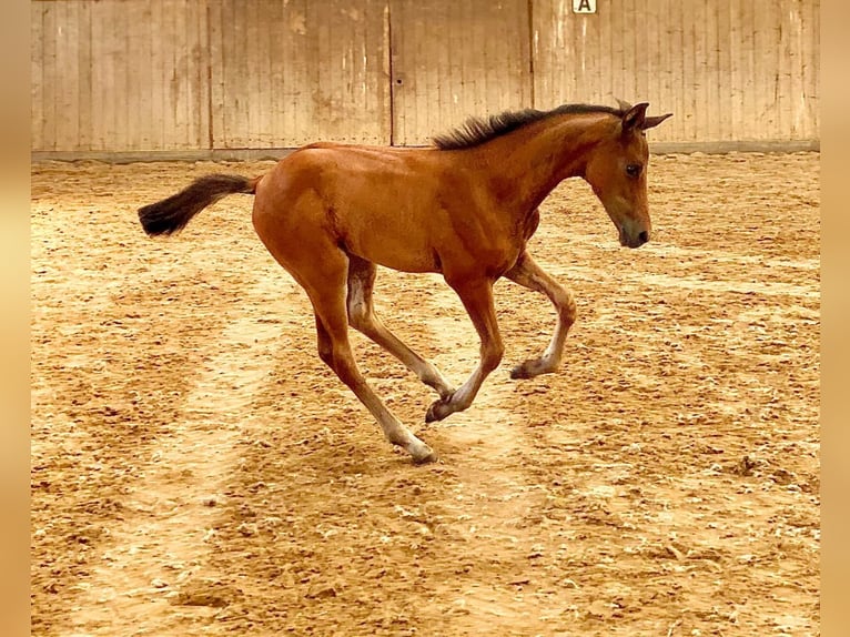 Oldenburg Mare Foal (05/2025) Brown in Ostbevern