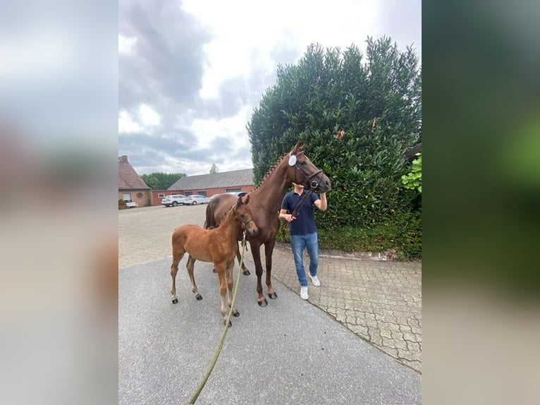 Oldenburg Mare Foal (05/2025) Brown in Ostbevern