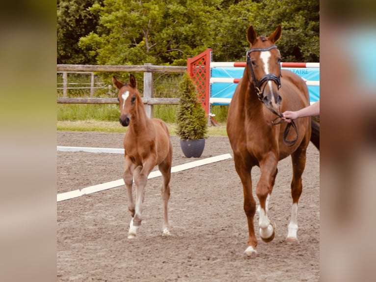 Oldenburg Mare  Brown in Sieversdorf