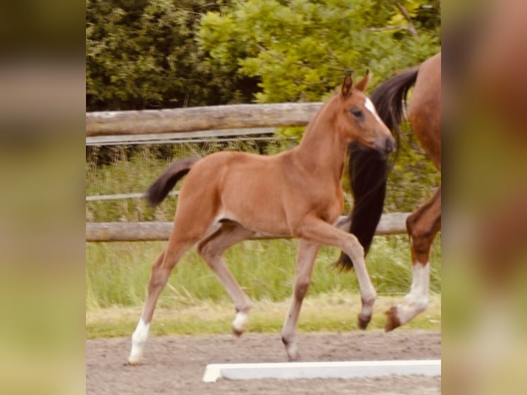 Oldenburg Mare  Brown in Sieversdorf