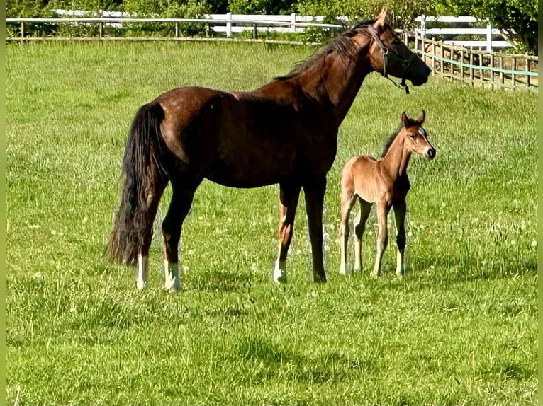 Oldenburg Mare  Brown in Sieversdorf