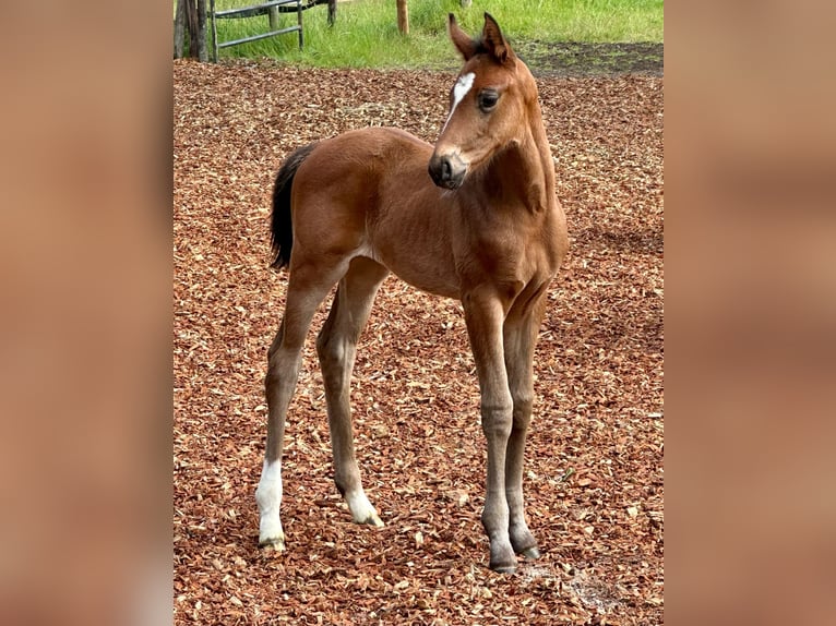 Oldenburg Mare  Brown in Sieversdorf