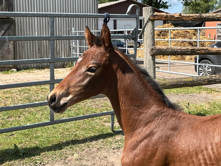 Oldenburg Mare  Brown in Trittau