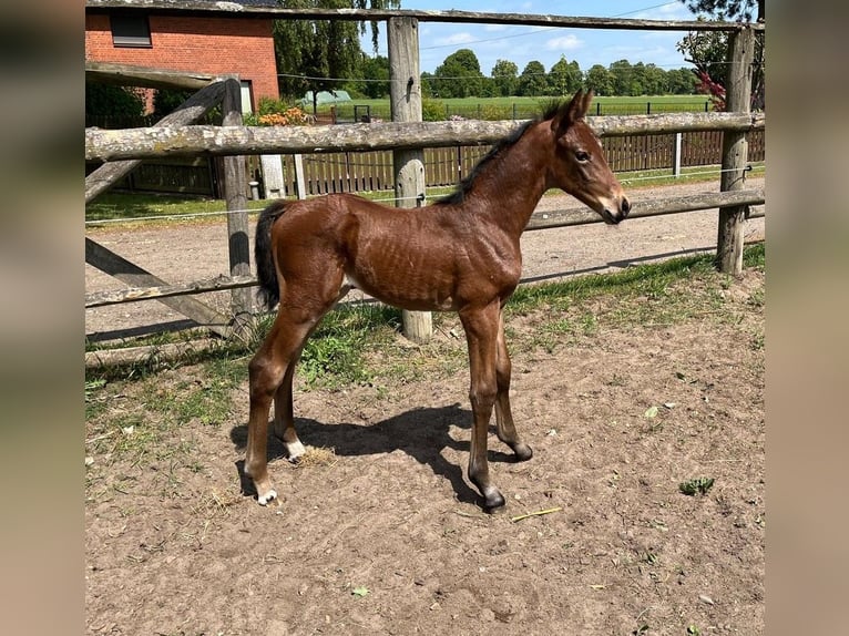 Oldenburg Mare  Brown in Trittau
