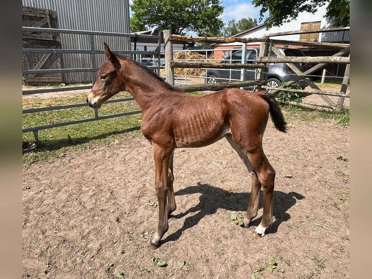 Oldenburg Mare  Brown in Trittau