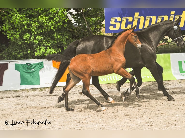 Oldenburg Mare Foal (03/2024) Brown in Besigheim