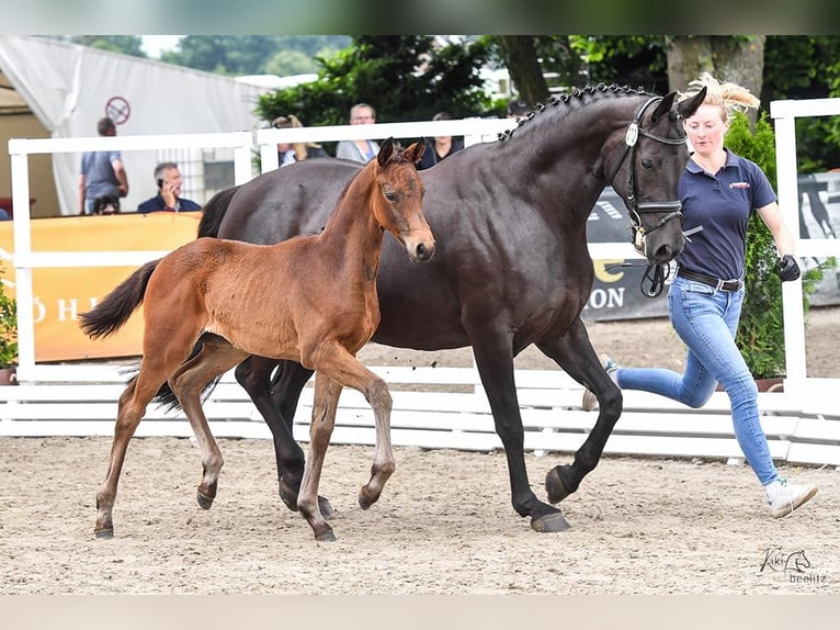 Oldenburg Mare Foal (04/2024) Brown in Damme