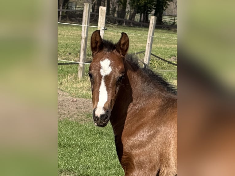 Oldenburg Mare Foal (03/2026) Brown in Bramsche
