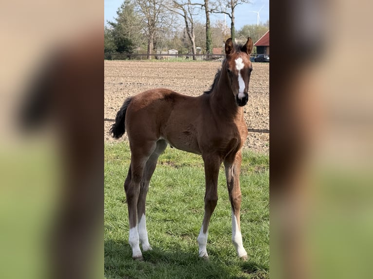 Oldenburg Mare Foal (03/2026) Brown in Bramsche