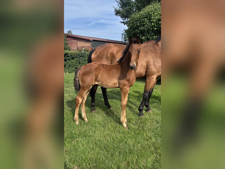 Oldenburg Mare Foal (04/2025) Brown in Menslage