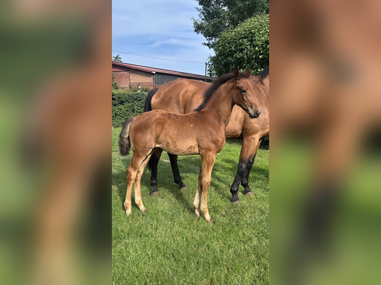 Oldenburg Mare Foal (04/2025) Brown in Menslage