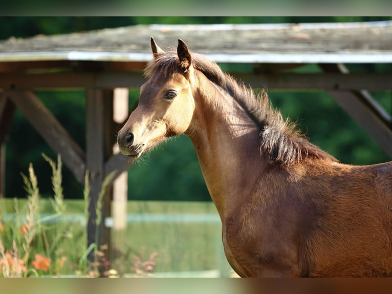 Oldenburg Mare Foal (02/2025) Brown in Olszowa