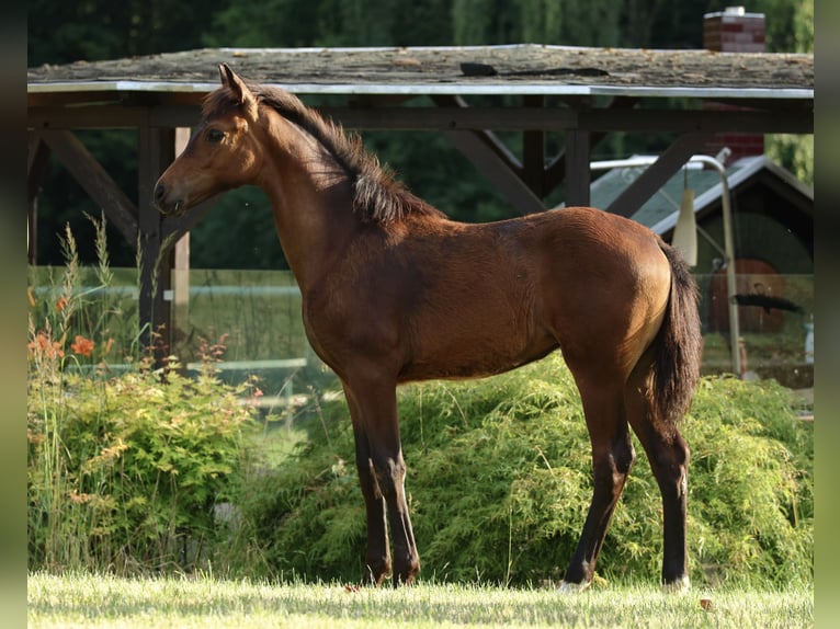 Oldenburg Mare Foal (02/2025) Brown in Olszowa