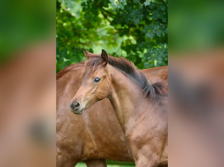 Oldenburg Mare Foal (02/2025) Brown in Olszowa