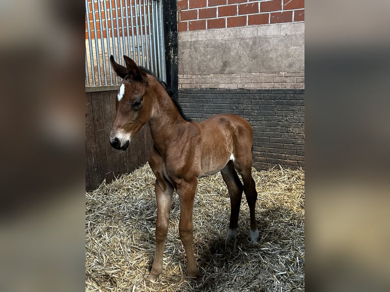 Oldenburg Mare Foal (05/2024) Brown in Ostbevern