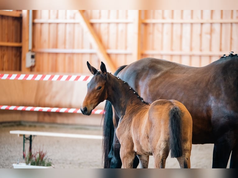 Oldenburg Mare Foal (04/2026) Brown in Radeburg