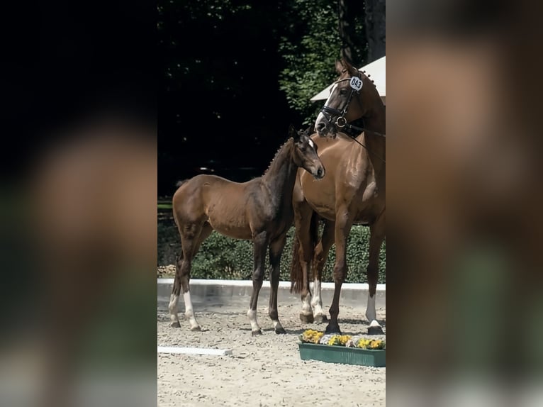 Oldenburg Mare Foal (04/2026) Brown in Rickling-Fehrenbötel
