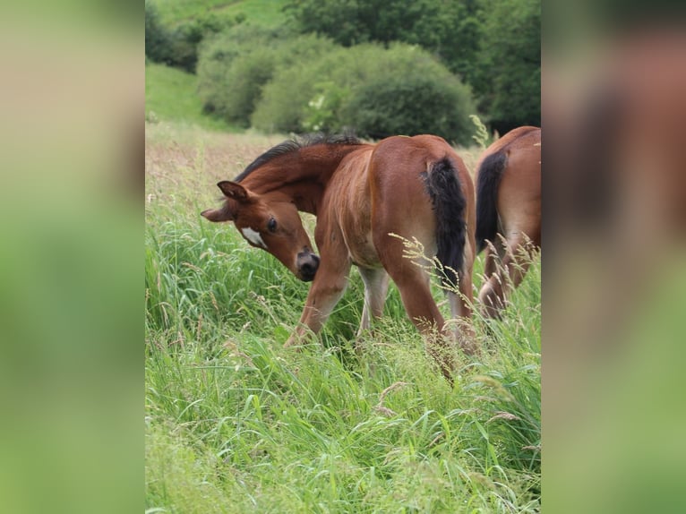 Oldenburg Mare Foal (05/2026) Brown in Neuerburg