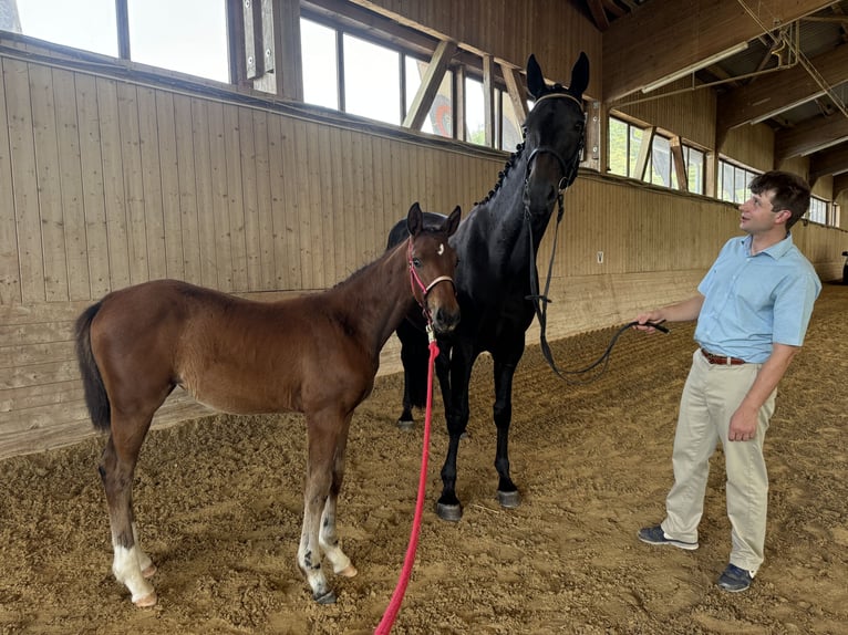 Oldenburg Mare Foal (03/2024) Brown in Mudau