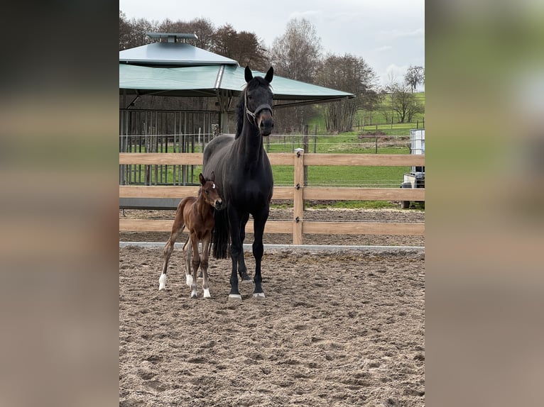 Oldenburg Mare Foal (03/2024) Brown in Mudau