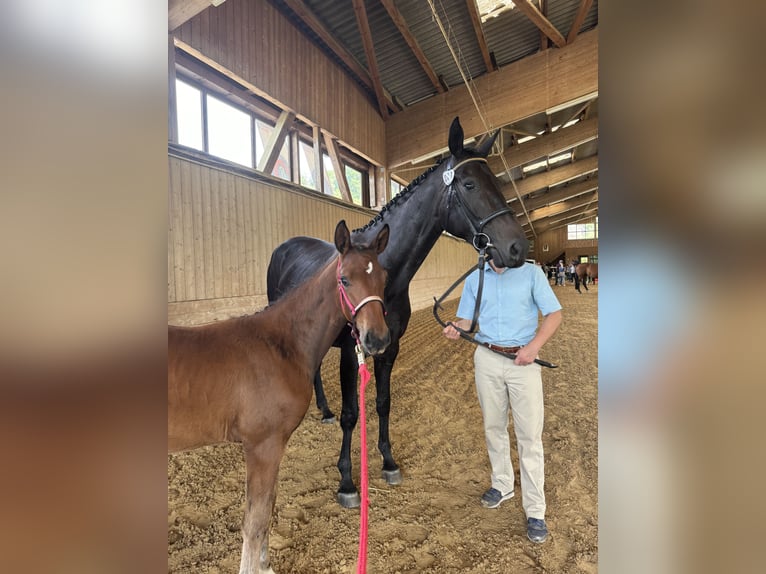 Oldenburg Mare Foal (03/2024) Brown in Mudau