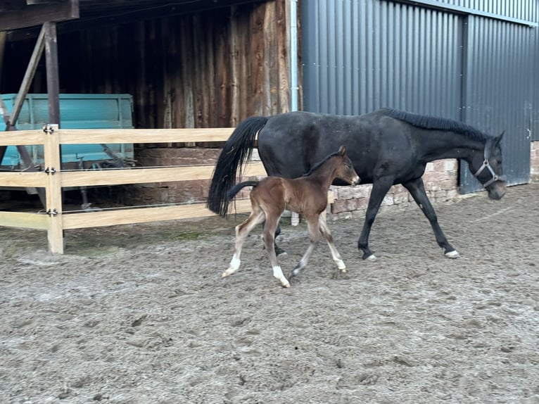 Oldenburg Mare Foal (03/2024) Brown in Mudau