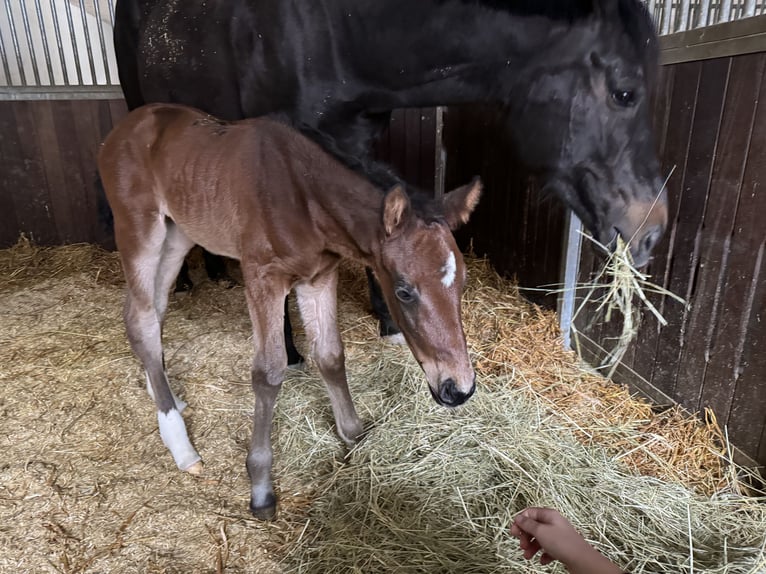 Oldenburg Mare Foal (03/2024) Brown in Mudau