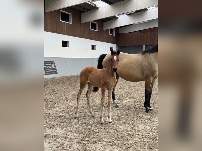Oldenburg Mix Mare Foal (03/2026) Brown in Ovelgönne