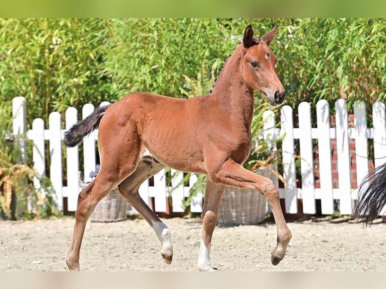 Oldenburg Mare Brown in Vechta Oldenburg Mare Brown in Vechta