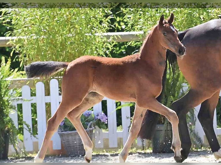 Oldenburg Mare  Brown in Vechta