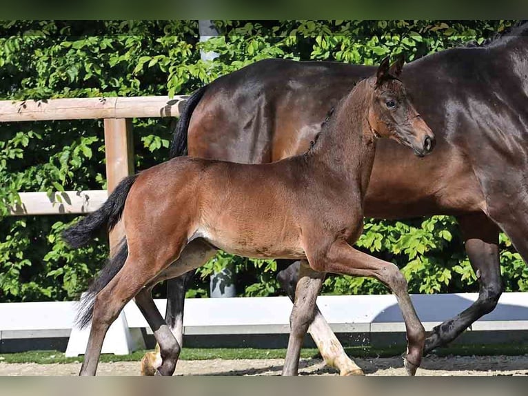 Oldenburg Mare  Brown in Vechta