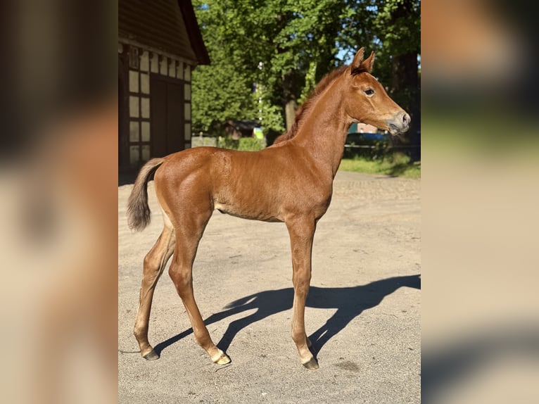 Oldenburg Mare Foal (05/2026) Can be white in Melle