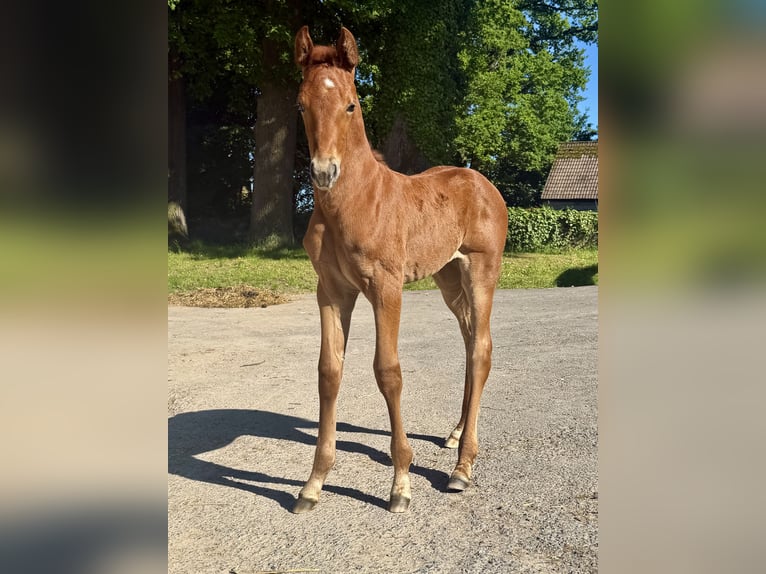 Oldenburg Mare Foal (05/2026) Can be white in Melle