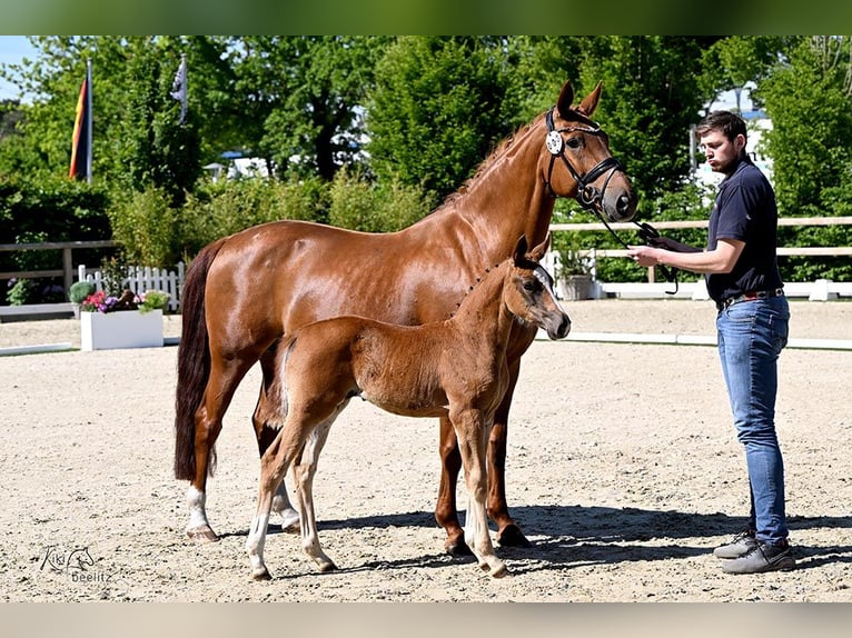 Oldenburg Mare  Chestnut in Bad Zwischenahn