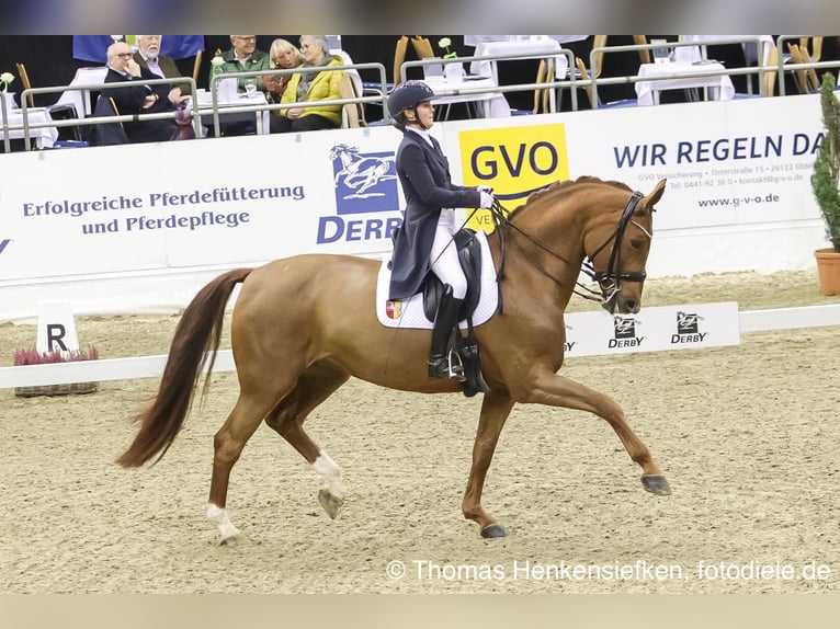 Oldenburg Mare  Chestnut in Bad Zwischenahn