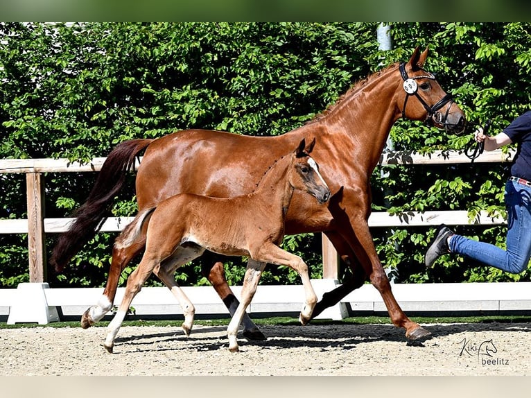Oldenburg Mare  Chestnut in Bad Zwischenahn