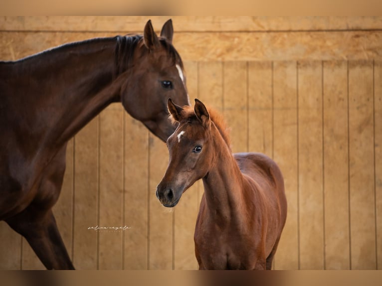 Oldenburg Mare Foal (03/2024) Chestnut in Blaubeuren