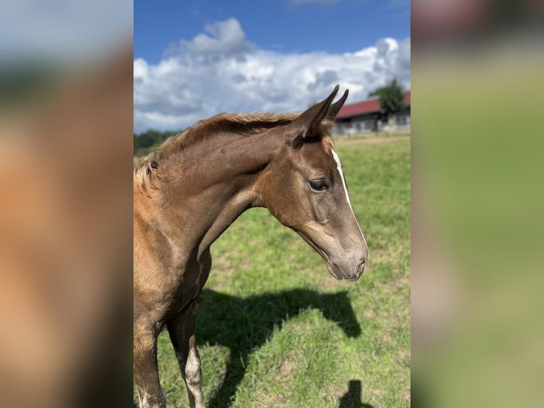 Oldenburg Mare Foal (04/2025) Chestnut in Blunk