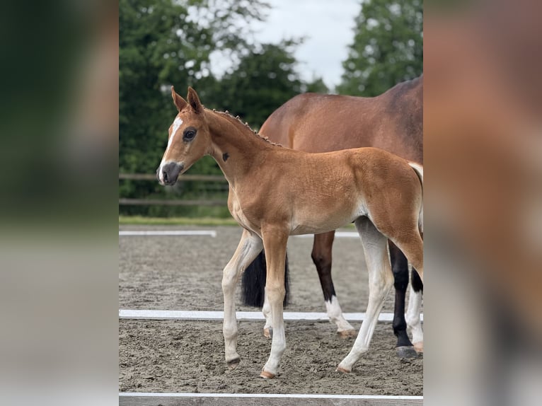 Oldenburg Mare  Chestnut in Blunk