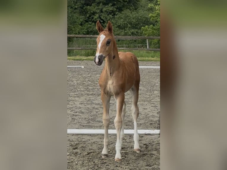Oldenburg Mare  Chestnut in Blunk