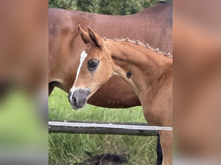 Oldenburg Mare  Chestnut in Blunk