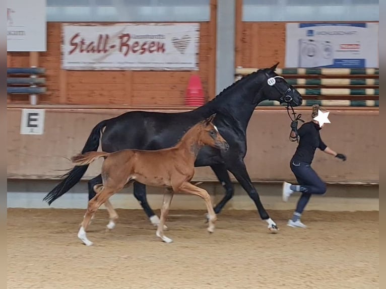 Oldenburg Mare Foal (06/2025) Chestnut in Burgberg im Allg&#xE4;u