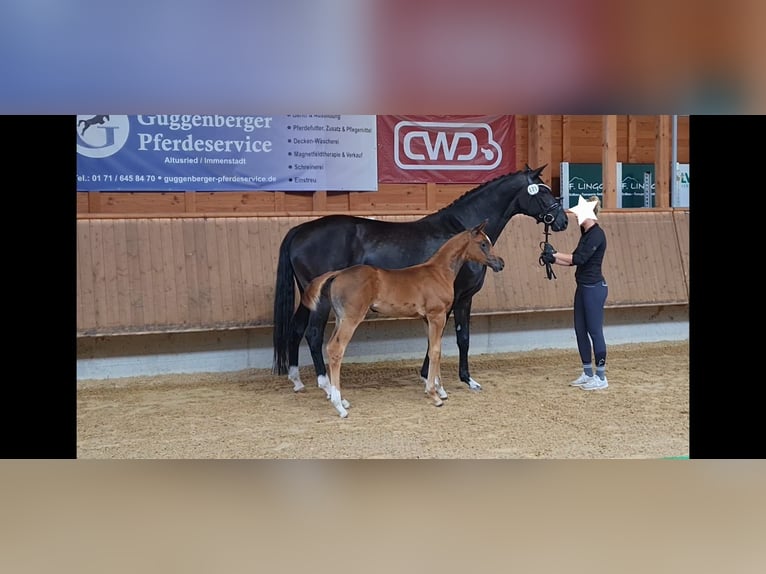 Oldenburg Mare Foal (06/2025) Chestnut in Burgberg im Allg&#xE4;u