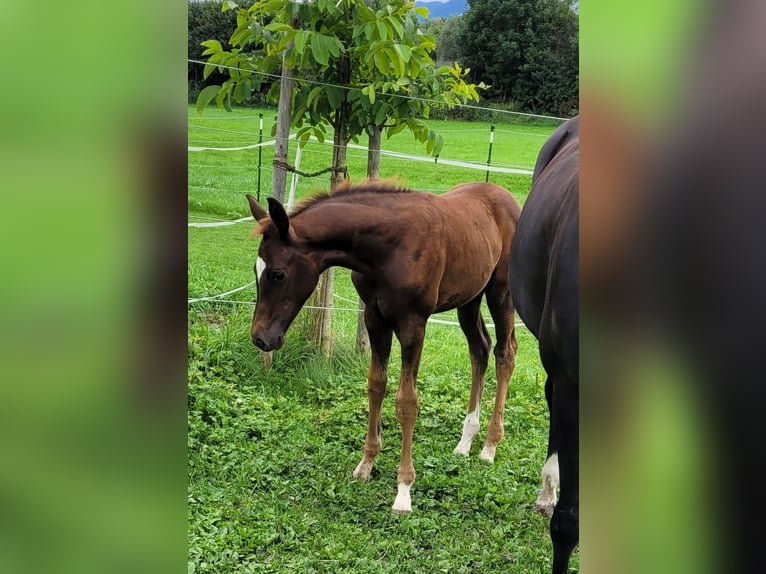 Oldenburg Mare Foal (06/2025) Chestnut in Burgberg im Allg&#xE4;u
