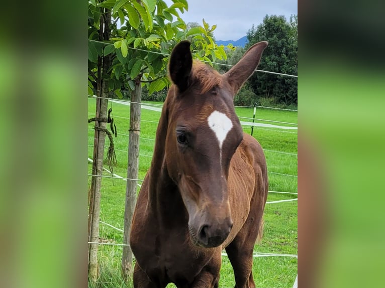 Oldenburg Mare Foal (06/2025) Chestnut in Burgberg im Allg&#xE4;u