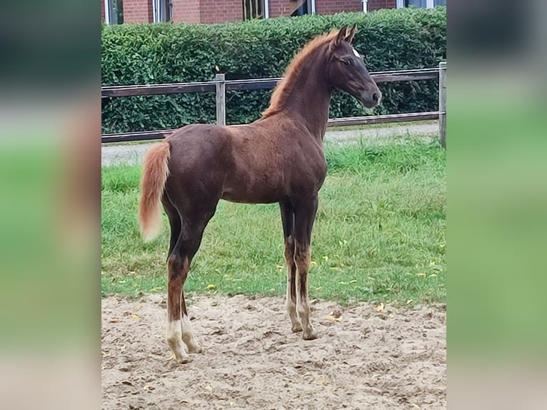 Oldenburg Mare Foal (06/2025) Chestnut in Cloppenburg