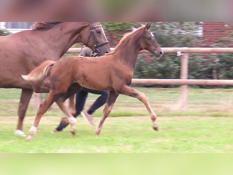 Oldenburg Mare Foal (06/2025) Chestnut in Cloppenburg