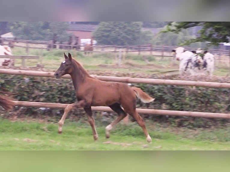 Oldenburg Mare Foal (06/2025) Chestnut in Cloppenburg